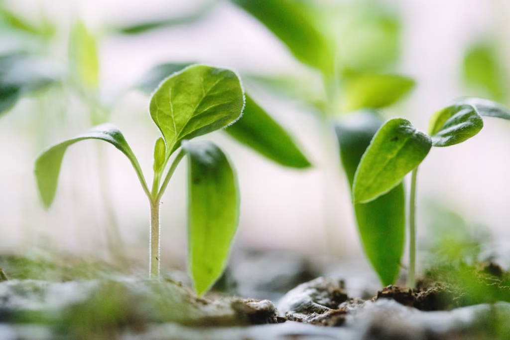 Why Certified Seeds Matter in Modern Agriculture